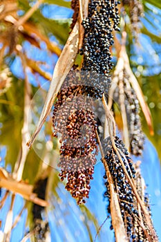 Ripe fruits of trachycarpus palm tree