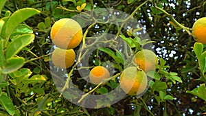 Ripe fruits on a tree Citrus trifoliata, Poncirus trifoliata