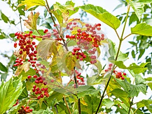 Ripe fruits of Viburnum plant in summer