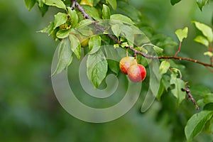Ripe fruits of the wild plum