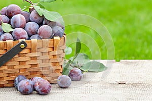 Ripe garden plums in basket