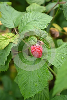 Ripe garden raspberry berry Rubus idaeus L