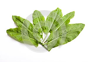 Ripe garden sorrel leaves on white background