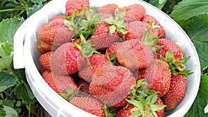 Strawberry crop photo
