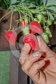 Ripe garden strawberry (Fragaria ananassa), Cape Town