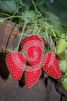 Ripe garden strawberry (Fragaria ananassa), Cape Town