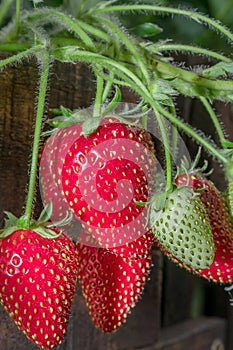 Ripe garden strawberry (Fragaria ananassa), Cape Town