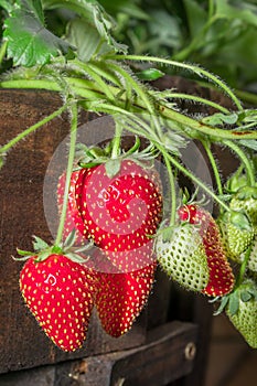 Ripe garden strawberry (Fragaria ananassa), Cape Town