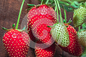 Ripe garden strawberry (Fragaria ananassa), Cape Town