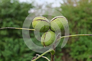 Ripe garden-stuffs of nut walachian