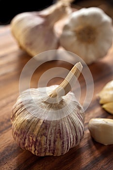 Ripe garlic bulb