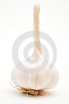 Ripe garlic on white background