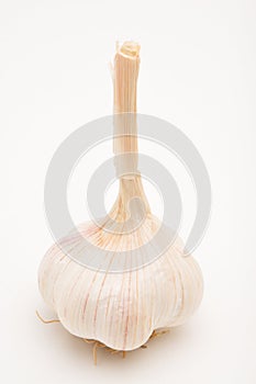 Ripe garlic on white background