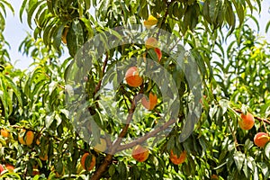 Ripe Georgia Summer Peaches in Orchard