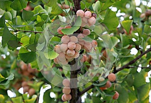 Ripe ginkgo fruit hanging all over the branches