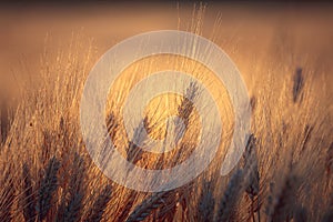 Ripe gold wheat field moved by the wind during a sunny day. Natural imagesof ear of corns