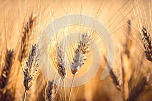 Ripe gold wheat field moved by the wind during a sunny day. Natural imagesof ear of corns