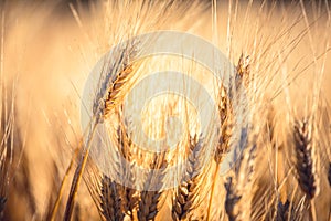 Ripe gold wheat field moved by the wind during a sunny day. Natural imagesof ear of corns