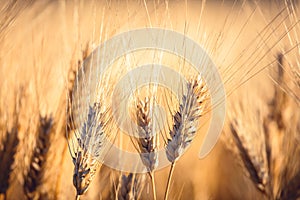 Ripe gold wheat field moved by the wind during a sunny day. Natural imagesof ear of corns