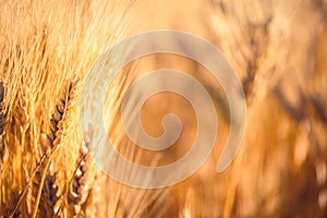 Ripe gold wheat field moved by the wind during a sunny day. Natural imagesof ear of corns