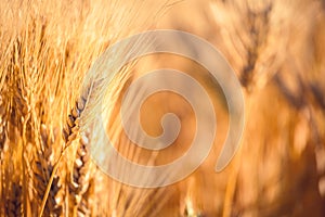 Ripe gold wheat field moved by the wind during a sunny day. Natural imagesof ear of corns