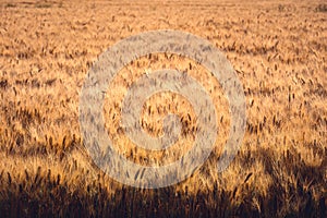 Ripe gold wheat field moved by the wind during a sunny day. Natural imagesof ear of corns