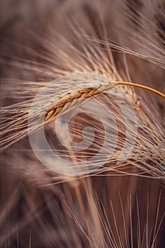 Ripe gold wheat field moved by the wind during a sunny day. Natural imagesof ear of corns