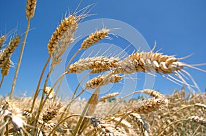 Ripe golden barley field