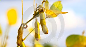 Ripe golden brown soybeans on a soybean plantation