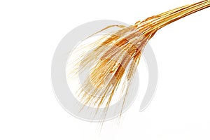 Ripe golden color wheat grains isolated