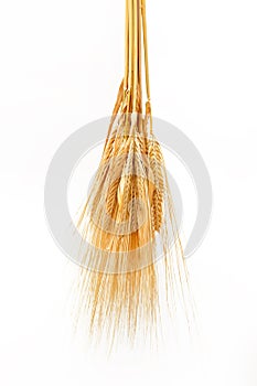 Ripe golden color wheat grains isolated