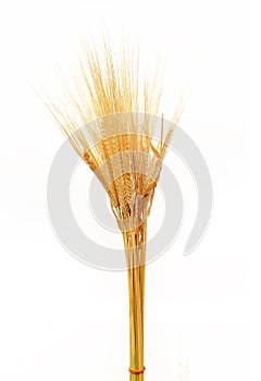 Ripe golden color wheat grains isolated