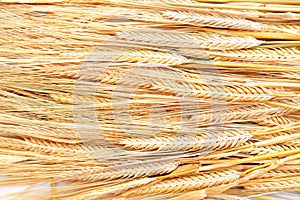 Ripe golden color wheat grains isolated