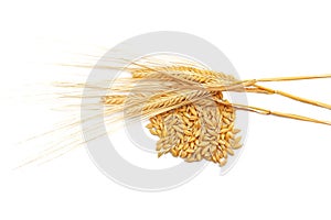 Ripe golden color wheat spike and grains isolated