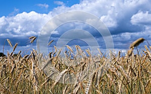 Ripe golden color wheats growing in nature against sunny party cloudy sky