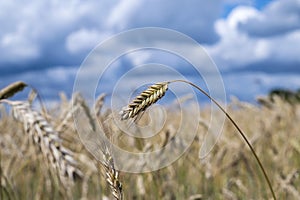 Ripe golden color wheats growing in nature against sunny party cloudy sky