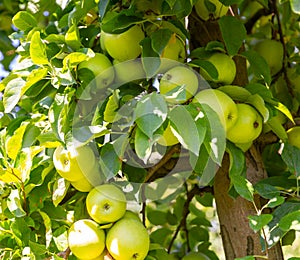 Ripe golden delicious apples hanging from branches