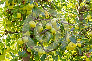 Ripe golden delicious apples hanging from branches