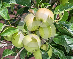 Ripe Golden Delicious apples on the tree.