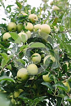 Ripe golden delicious apples on a tree ready to be picked