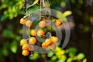 Ripe golden dewdrop fruits