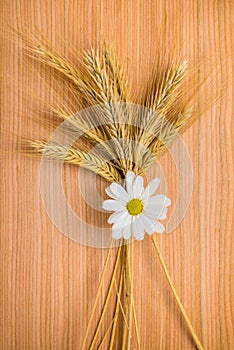 Ripe golden ear wheat with chamomile on wooden background