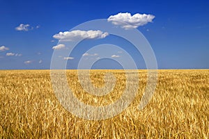 Ripe golden ears of wheat in the field against the blue sky, background. Close up nature Idea of a rich harvest in summer,