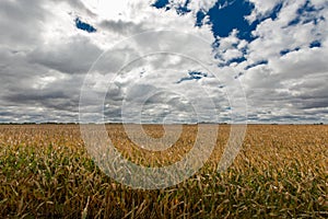Ripe golden field of Zea mays or corn photo