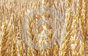 Ripe golden wheat ears in the field