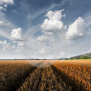Ripe golden wheat field against the blue sky background
