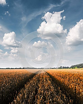 Ripe golden wheat field against the blue sky background