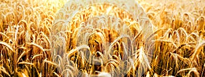 Ripe golden wheat field for harvest