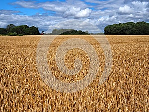 Ripe golden wheat in a field just before the harvest photo
