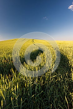 Ripe golden wheat field with path at the daytime in Pannonhalma, Hungary